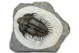 Spiny Comura Trilobite - Ofaten, Morocco #363018-2